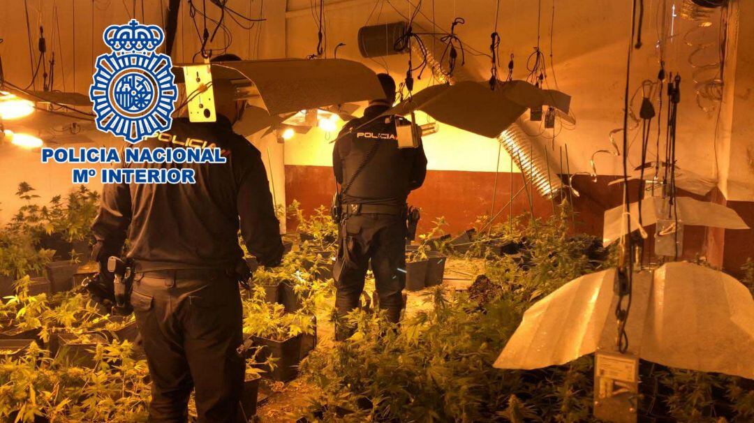Los agentes en la nave de Alcoy donde descubrieron las 400 plantas de marihuana.