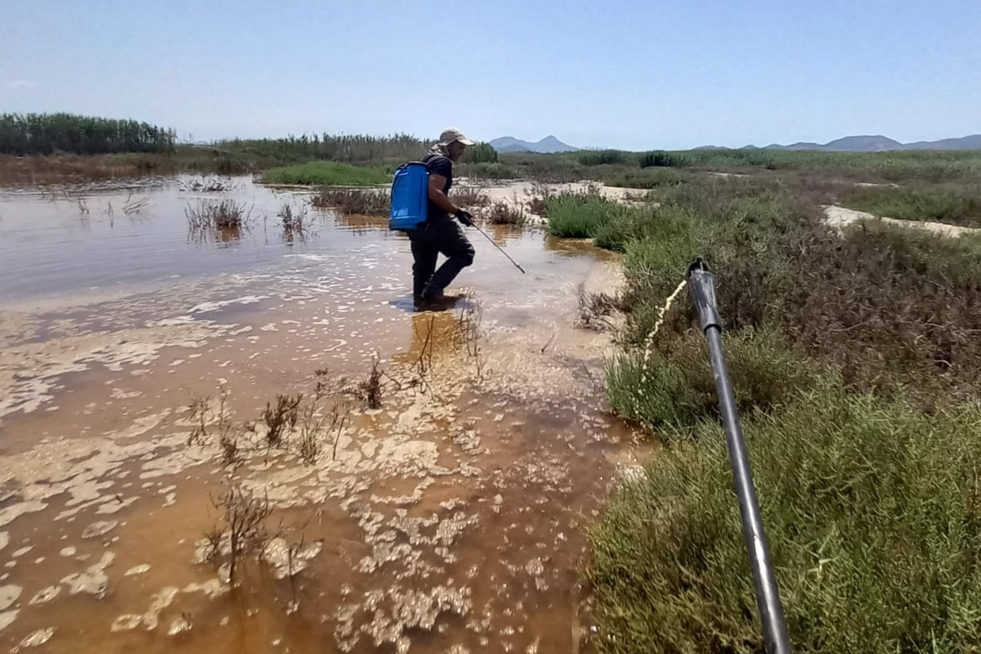 Cartagena refuerza el control del mosquito tigre ante el aumento de focos en parcelas privadas
