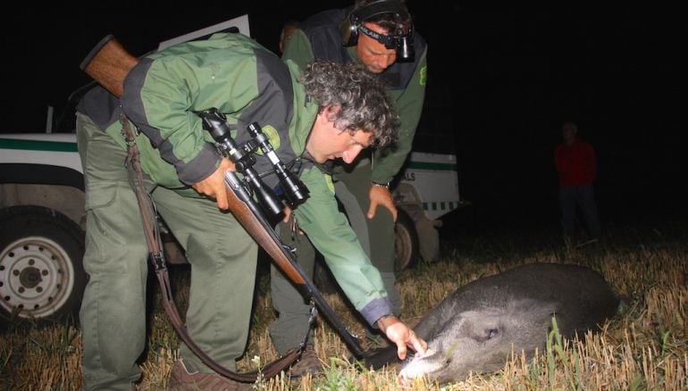 Tot i l'augment de la pressió sobre el senglar, la seva població continua augmentant.