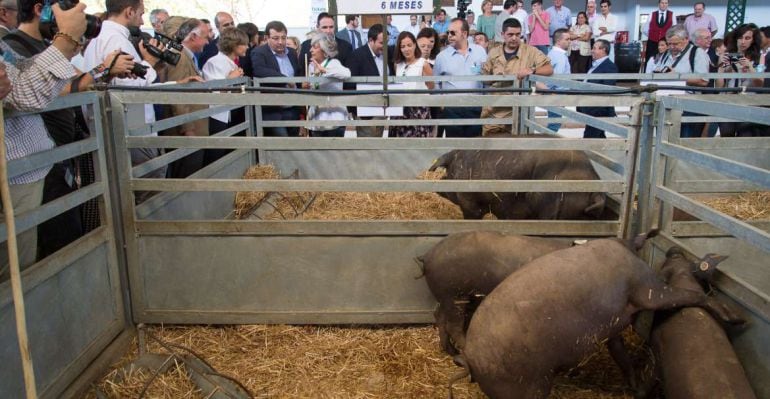 Feria agroganadera de Zafra