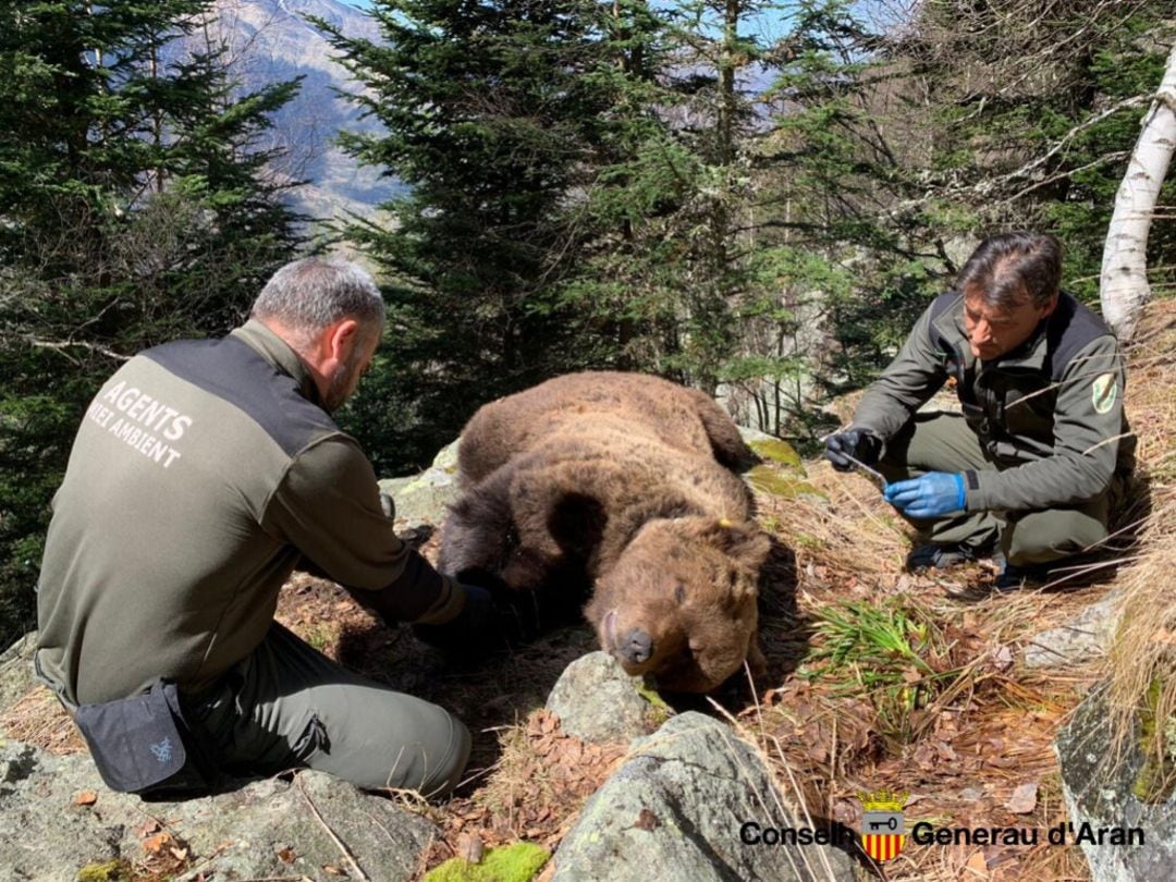 Agentes rurales junto al cuerpo del oso Cachou