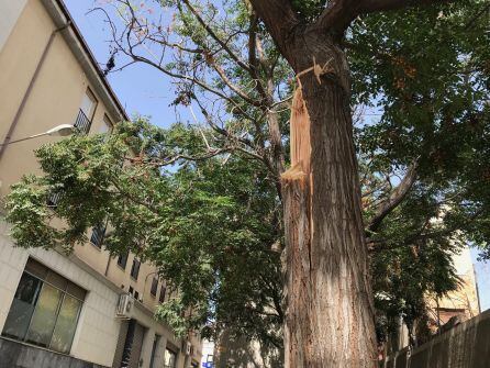 Los servicios municipales han retirado los restos caídos del árbol