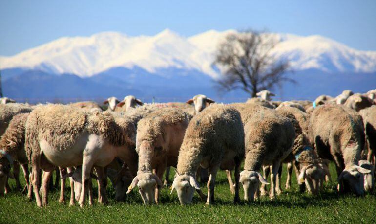 Un ramat d'ovelles. Imatge d'arxiu.