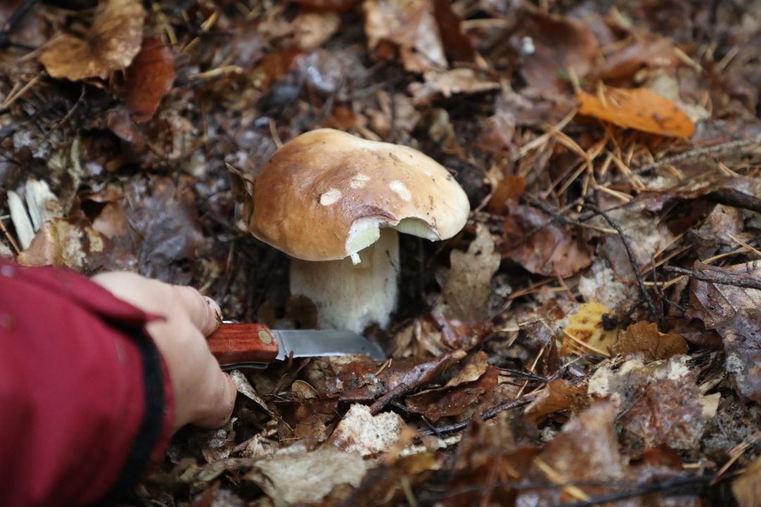 Boletus edulis, una de las joyas culinarias de los bosques.