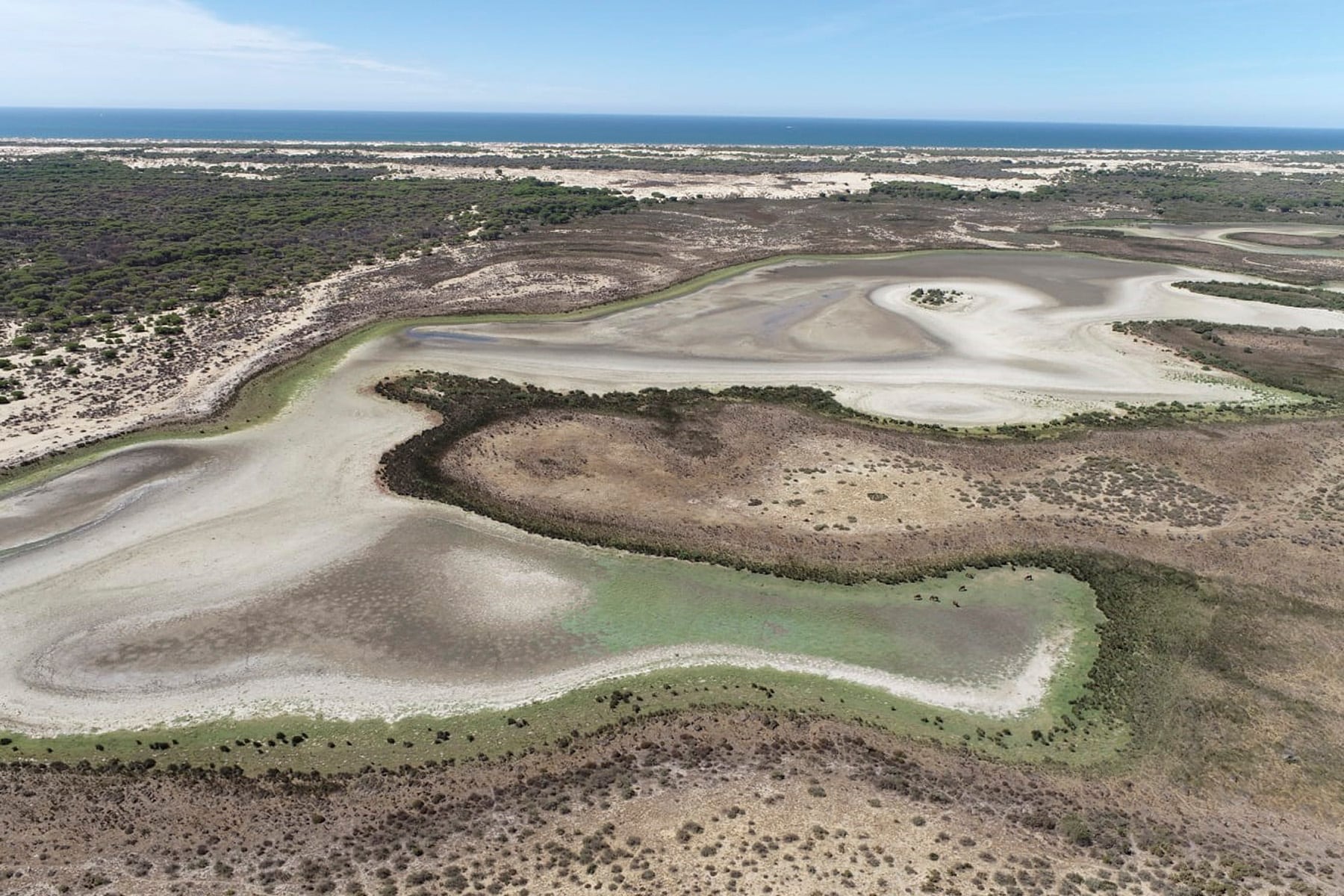 La laguna de Santa Olalla, la laguna permanente más grande de Doñana y la última que ha mantenido agua en agosto, ha terminado por secarse completamente