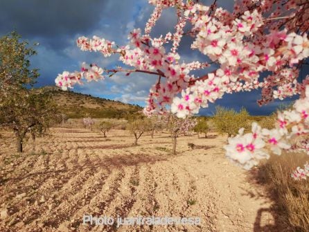 Campos de almendros en flor en Zarzadilla de Totana.