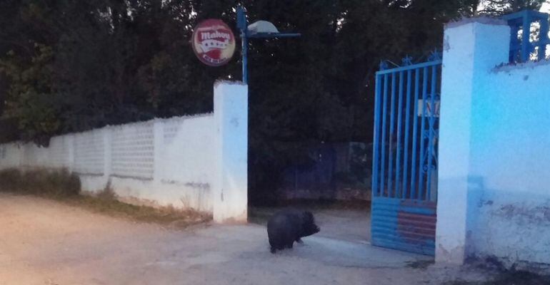 El cerdo ha sido localizado en la Hoya de San Ginés