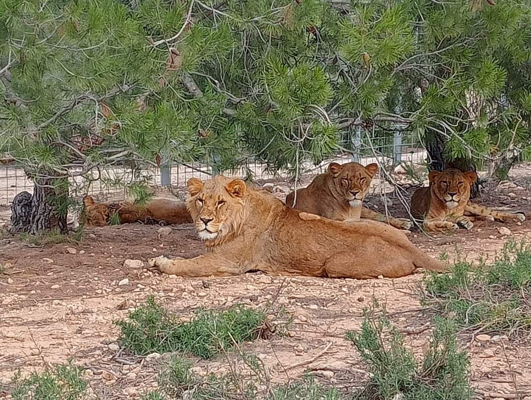 En la foto aparecen de izquierda a derecha: Flori, Gyz, Nila y Kia