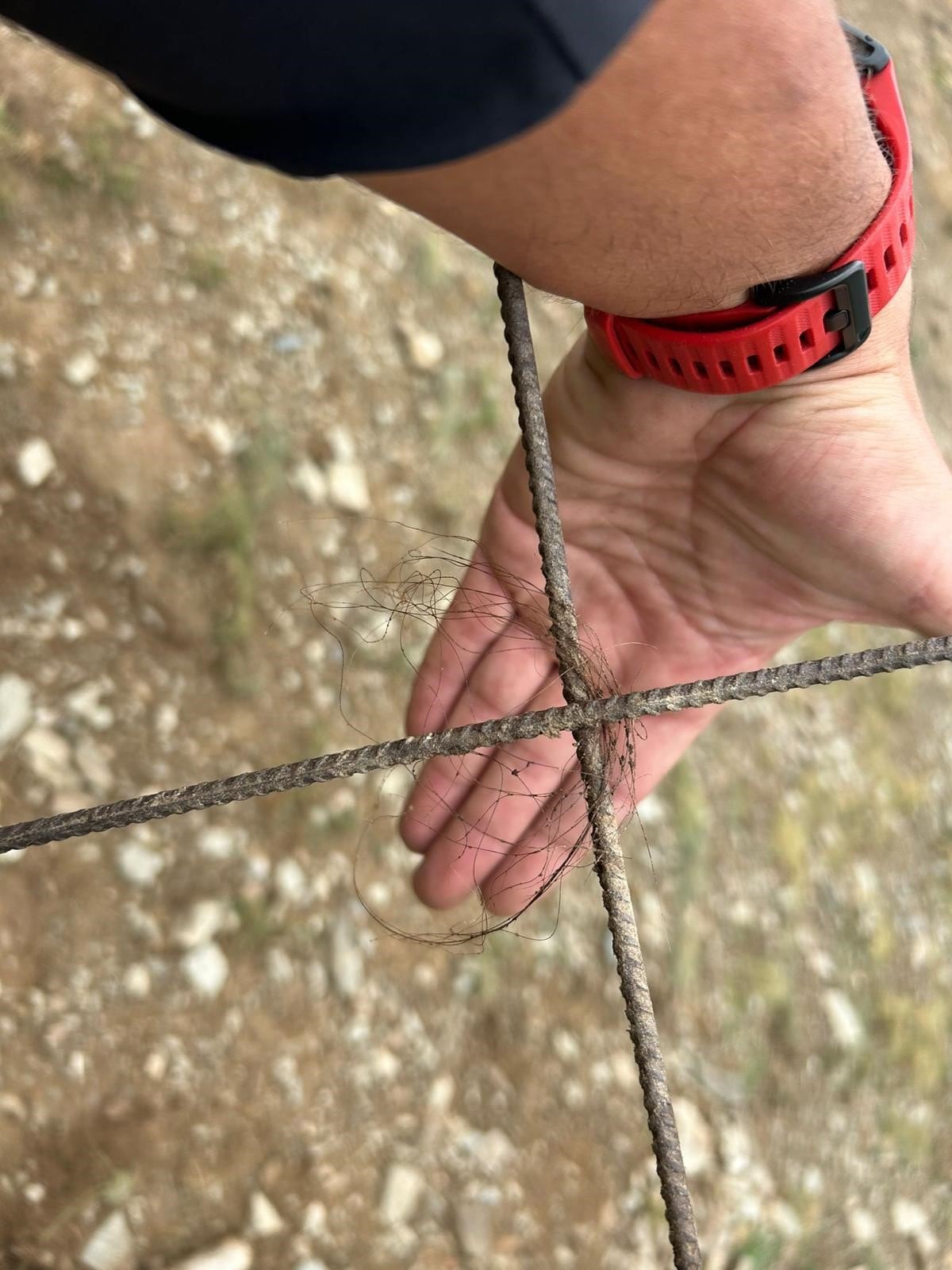 S&#039;han trobat excrements i pèls d&#039;ós per la zona on han atacat dues ovelles, a Garòs, al municipi de Naut Aran. Foto: Conselh Generau.