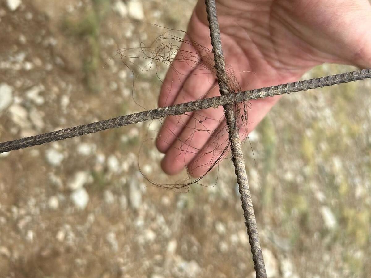 Denunciat un nou atac de l'ós a la Val d'Aran