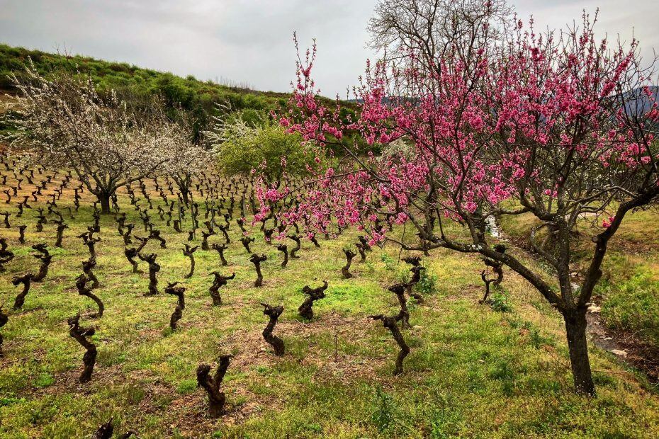 Viñedo viejo del Bierzo