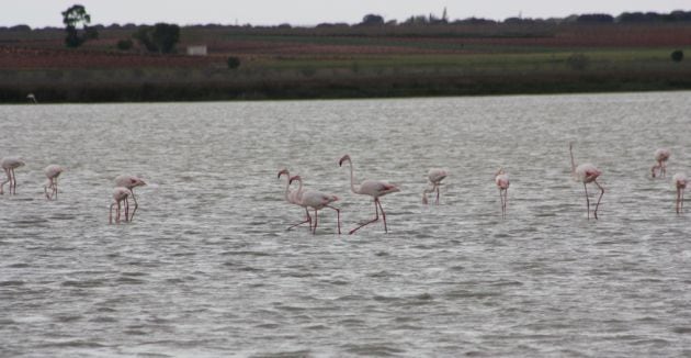 El flamenco es una de las aves habituales en estos humedales manchegos.