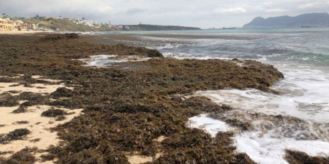 La orilla de la playa de Getares, invadida por el alga asiática
