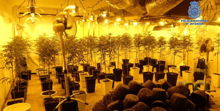 Detenido un hombre e incautadas casi 600 plantas de marihuana en un chalet de una urbanización a las afueras de Toledo
