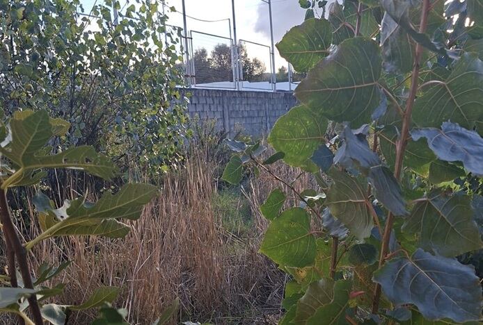 Maleza en el Colegio Virgen de Europa