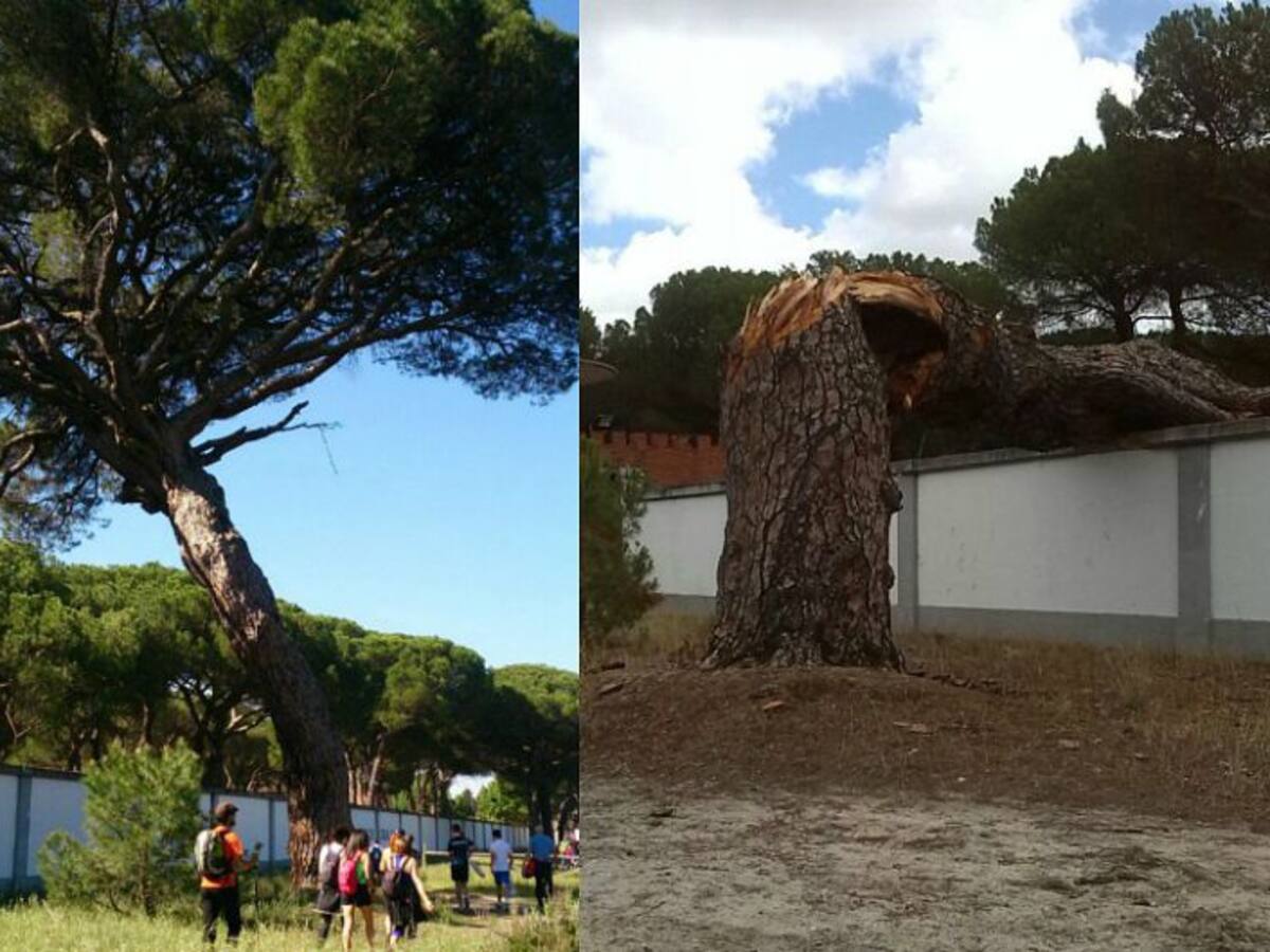 El viento derriba el pino más longevo del Pinar de Antequera