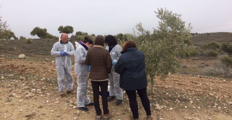 Profesionales estudian el olivar afectado por la Xylella Fastidiosa en Madrid.