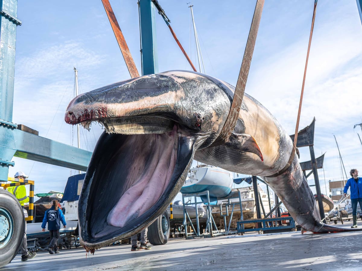 Aparece sin vida un rorcual de 9 metros y 6,5 toneladas en la bocana del club náutico de València