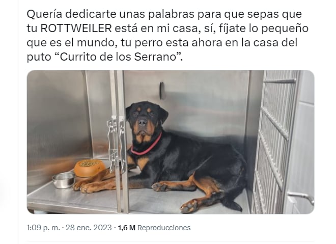 El animal se encuentra en adopción