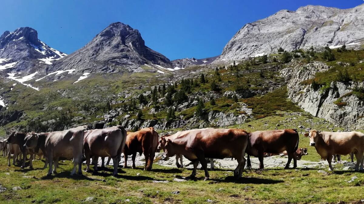 Cortes intermitentes por el traslado de ganado