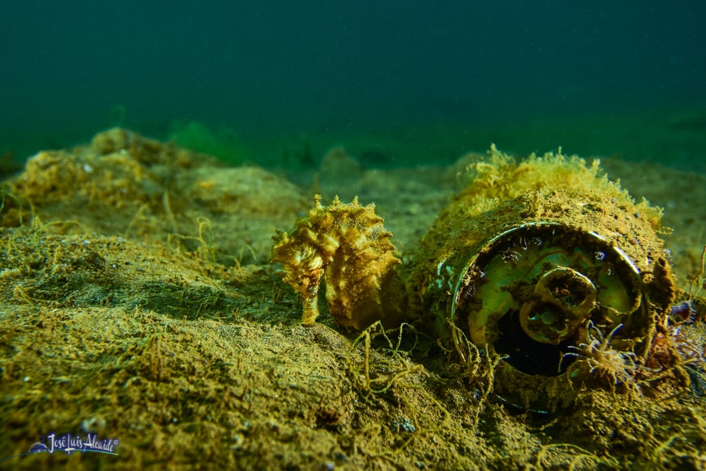 Fotografía de José Luis Alcaide