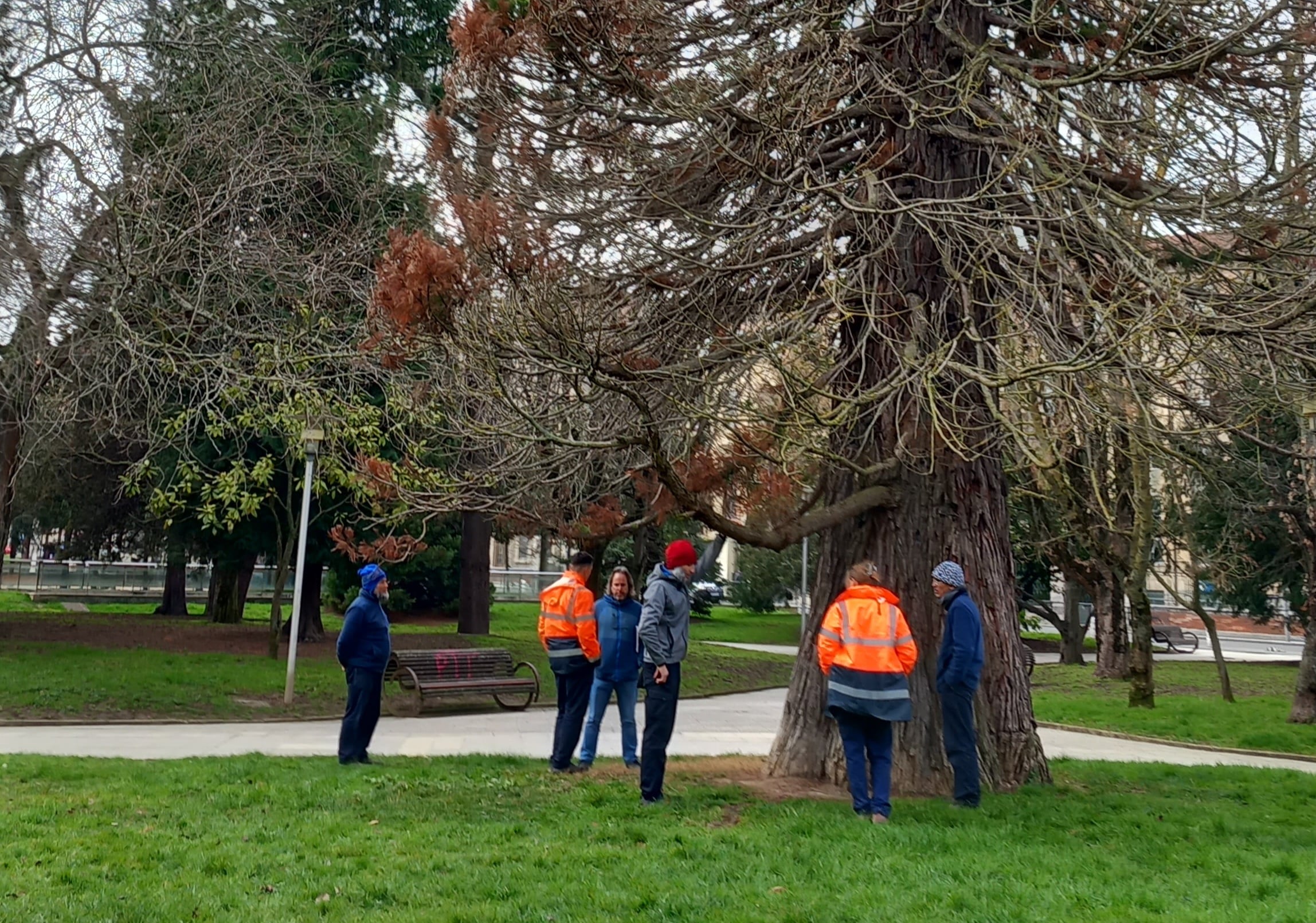 Técnicos municipales inspeccionan la secuoya enferma de los Jardines de la Catedral