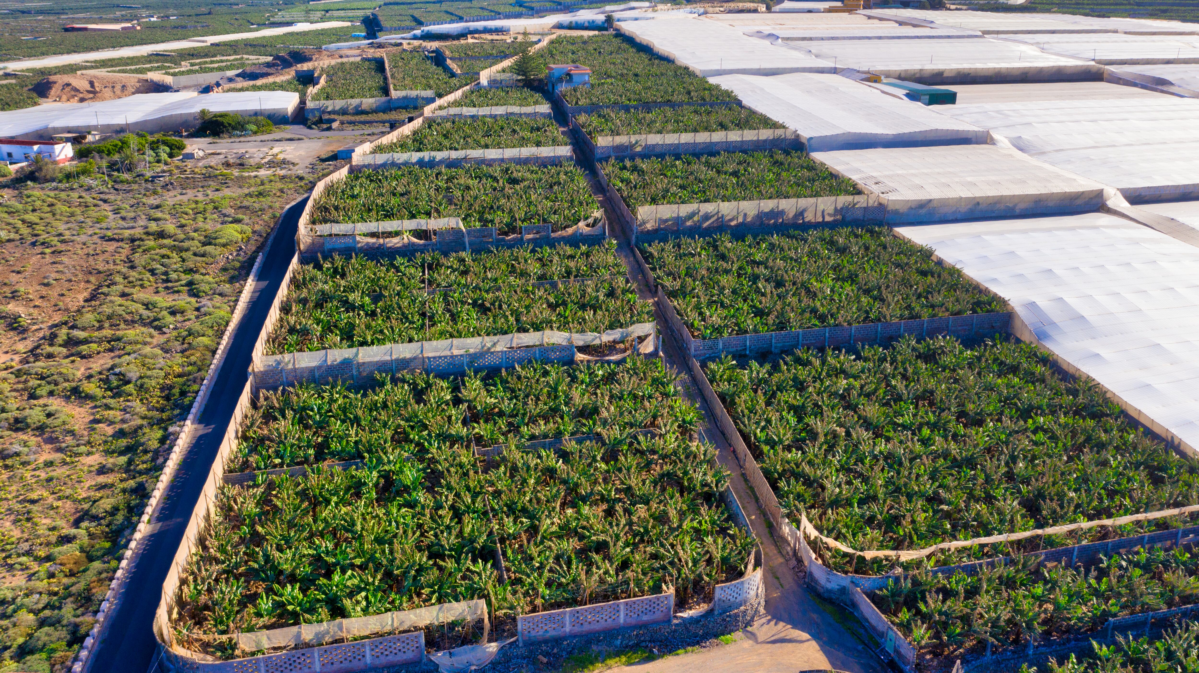 Plantaciones de plátanos