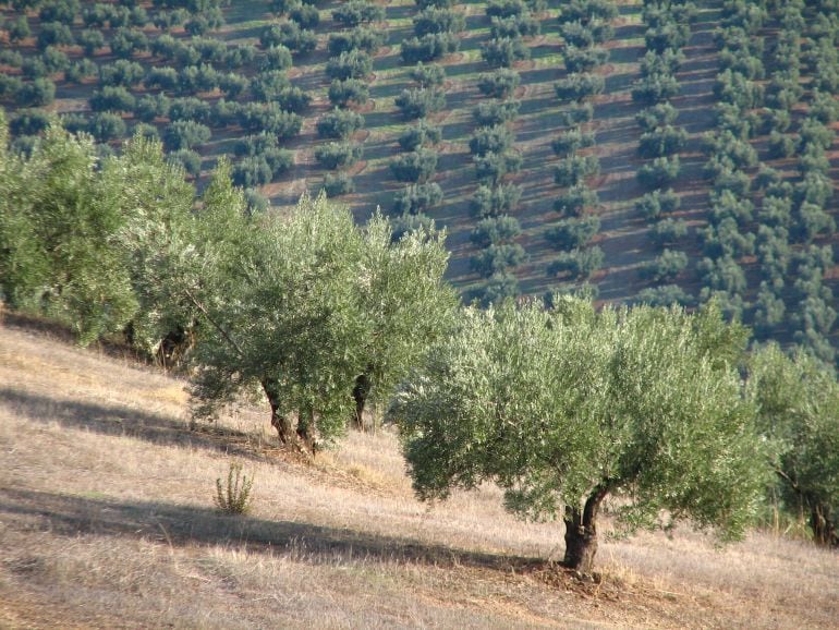 Olivar en pendiente 