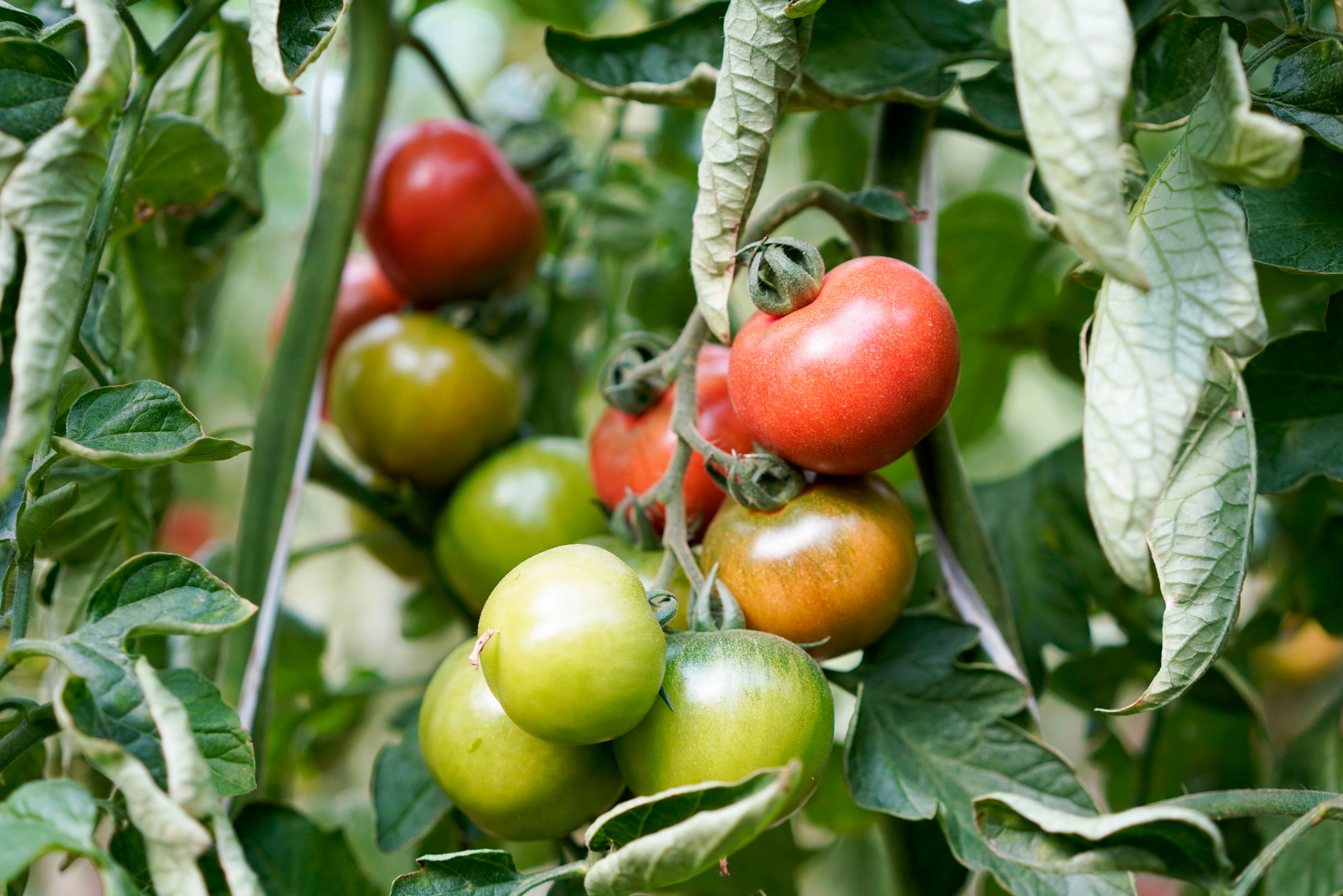 Tomate de &#039;ramallet&#039; cultivado por el proveedor Agromallorca