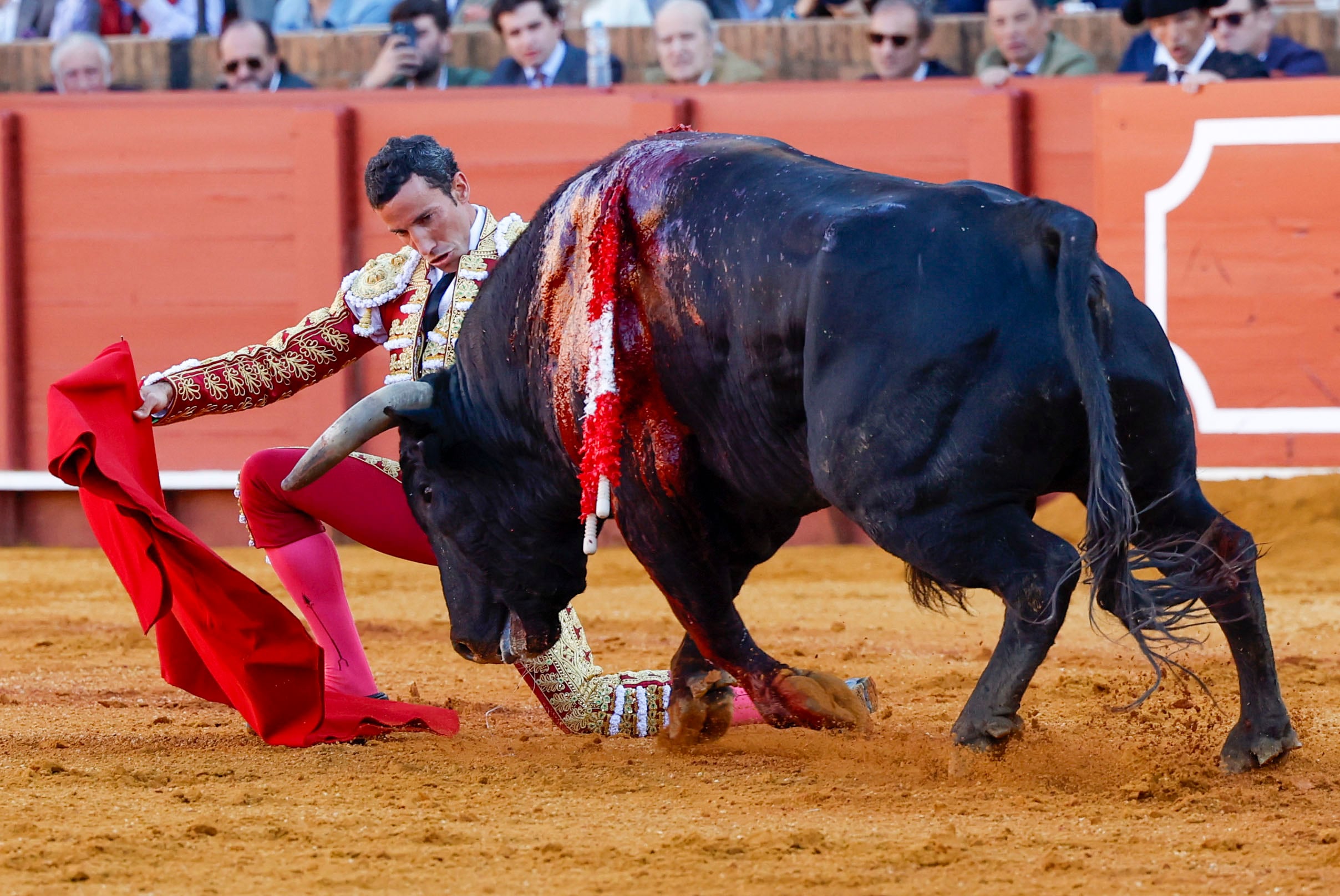 SEVILLA, 09/04/2024.- &#039;Tabarro&#039;, de Santiago Domecq, fue uno de los toros destacado en la Real Maestranza durante el año 2024. EFE/Julio Muñoz