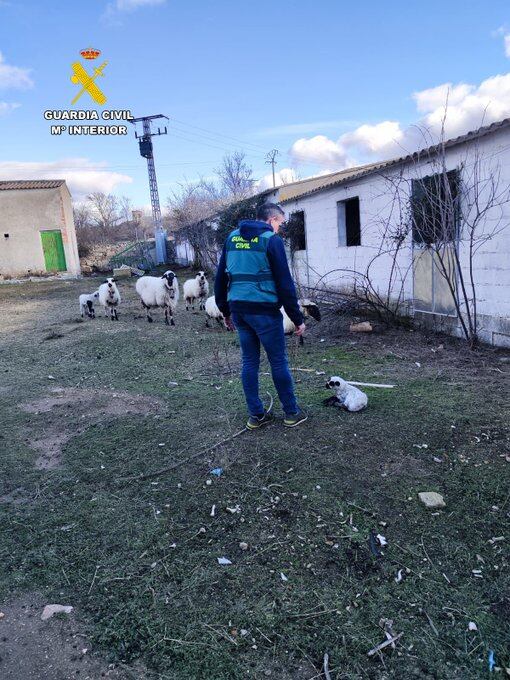 Detenido por el robo reiterado de corderos en Torrecaballeros