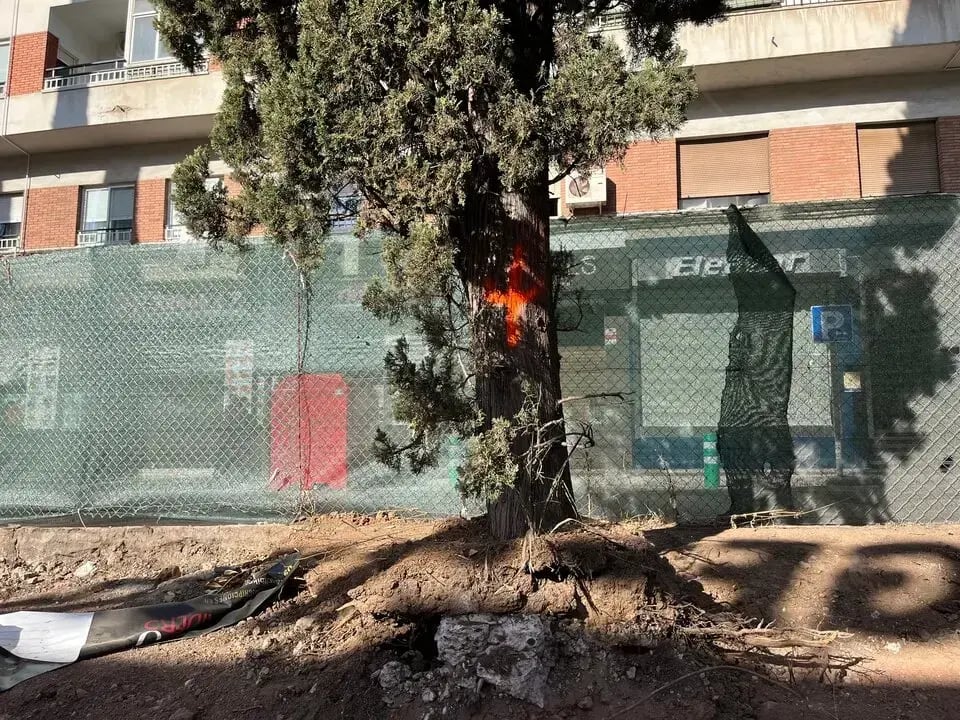 Árbol dentro de la zona de obras del Paseo El Bosque