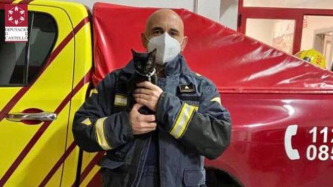 Gato rescatado