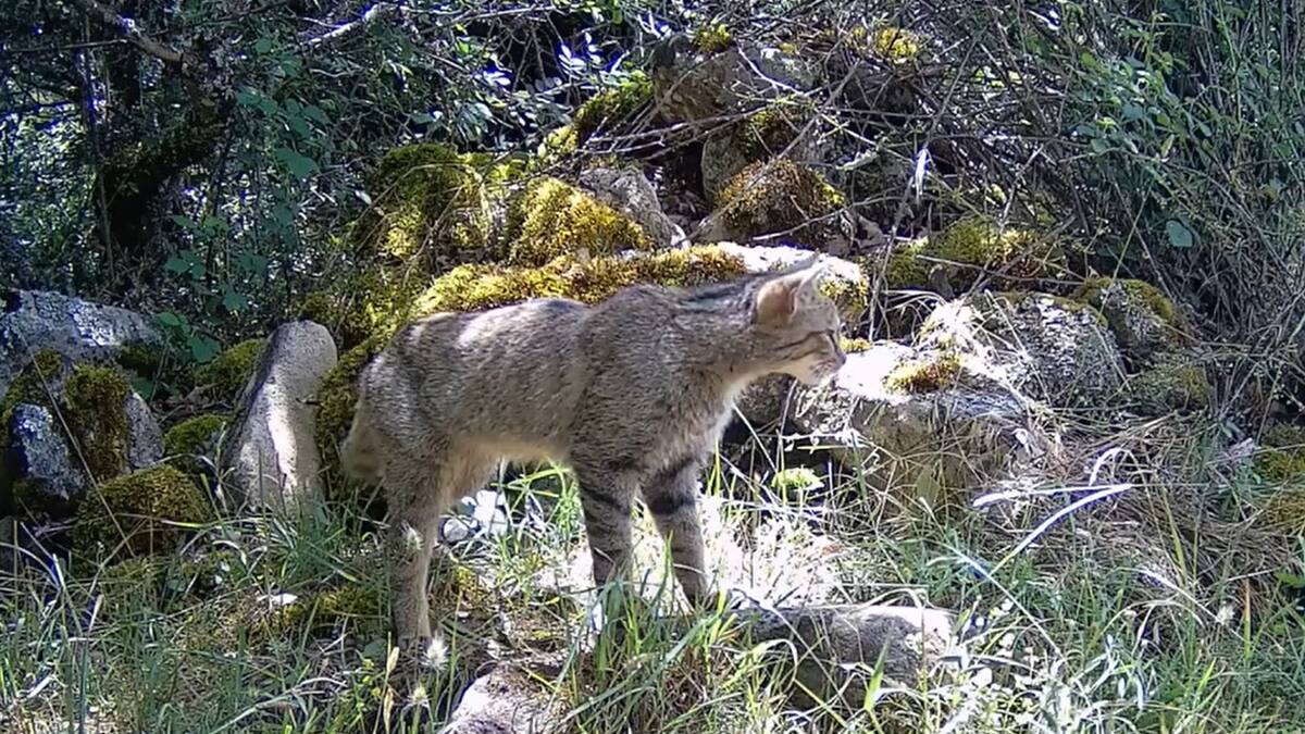Entrevista a Pablo Sanjuanbenito, director del Parque Nacional de la Sierra de Guadarrama, sobre el estado de conversación del Gato Montés