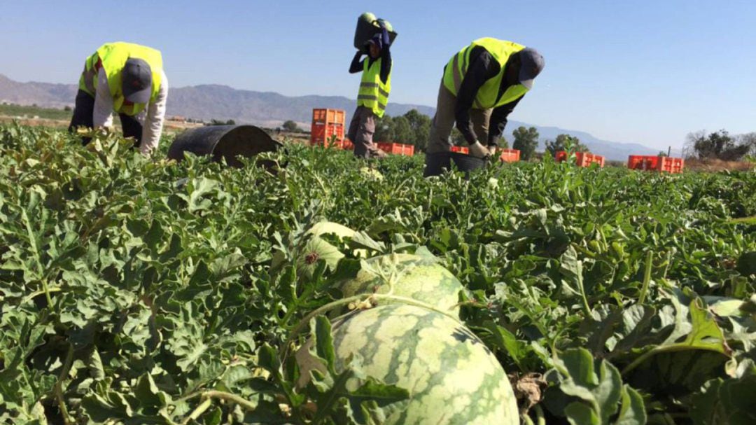 Las exportaciones, vitales para el campo de Granada