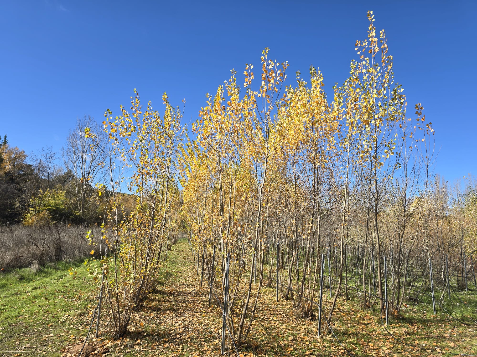 Plantación de chopos autóctonos para regenerar riberas en el río Júcar, en Cuenca.