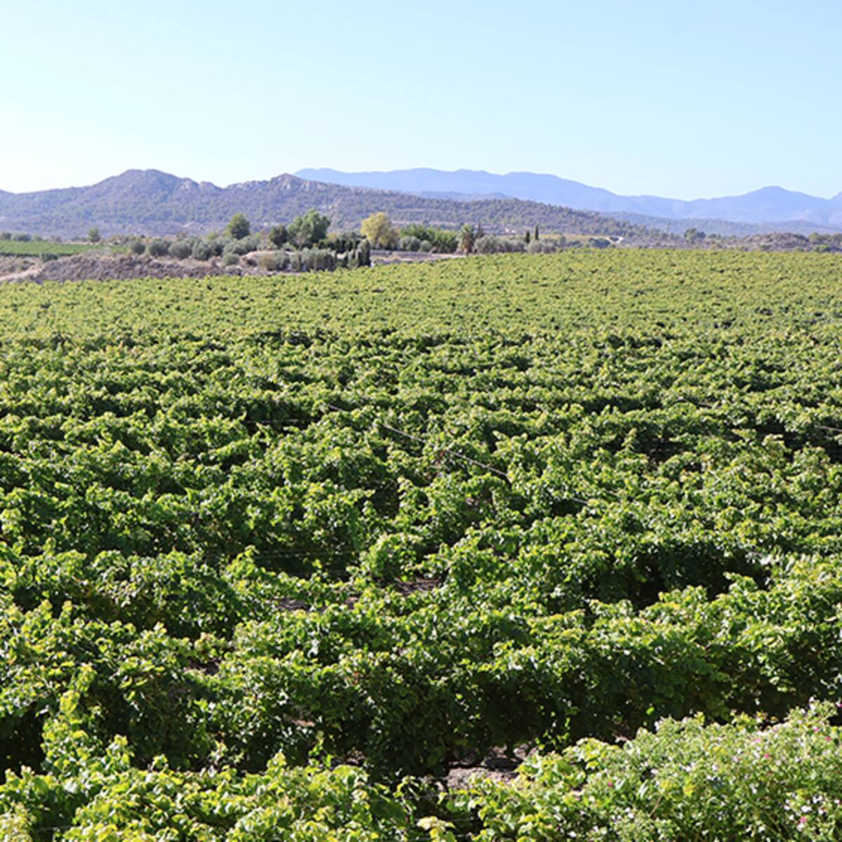La guerra en Irán dispara los costes del campo y agrava la situación del sector agrícola en el Medio Vinalopó