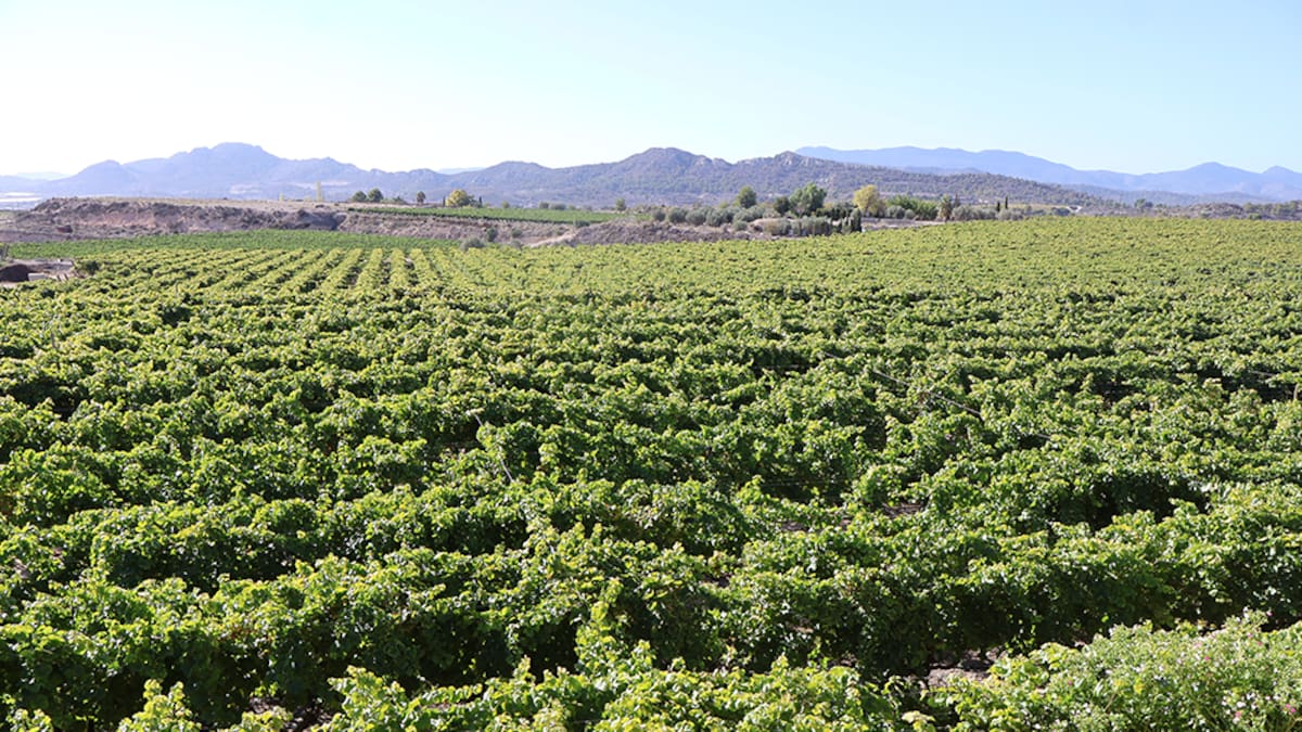 La guerra en Irán dispara los costes del campo y agrava la situación del sector agrícola en el Medio Vinalopó