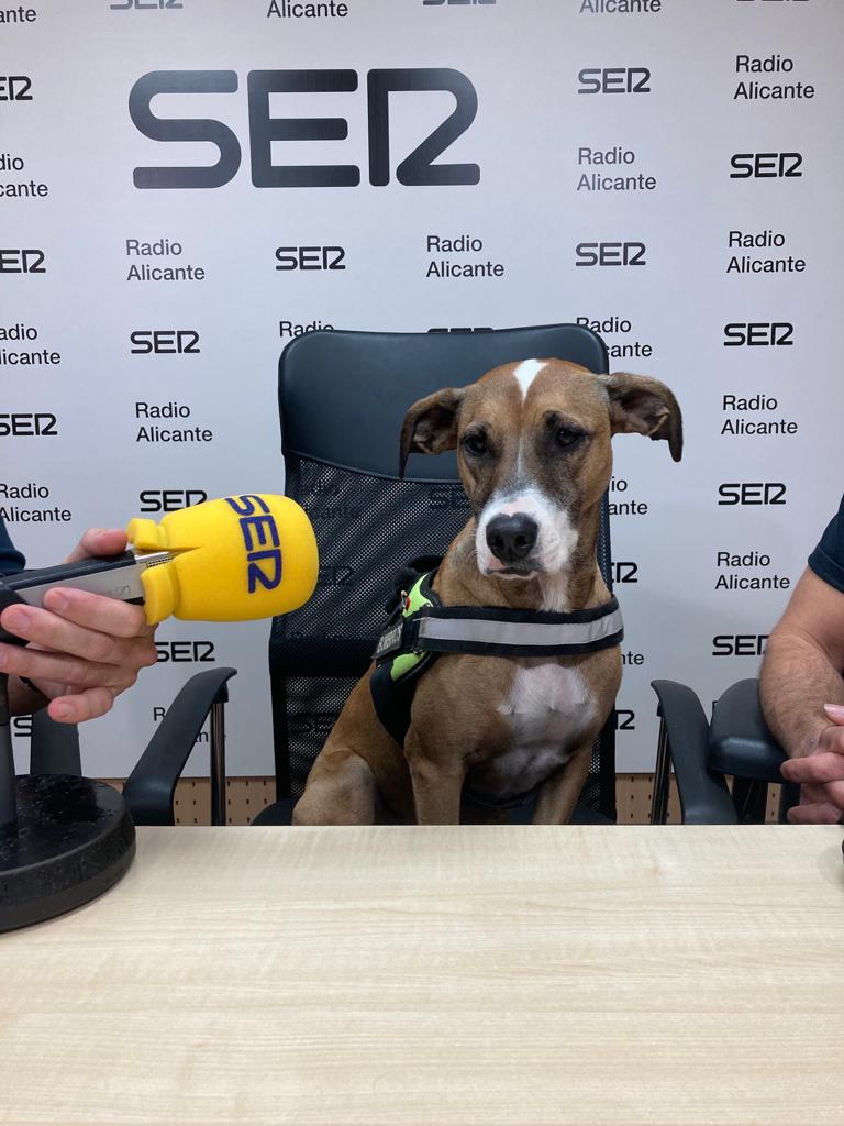 Piña, perra adiestrada para la búsqueda de supervivientes, en Radio Alicante