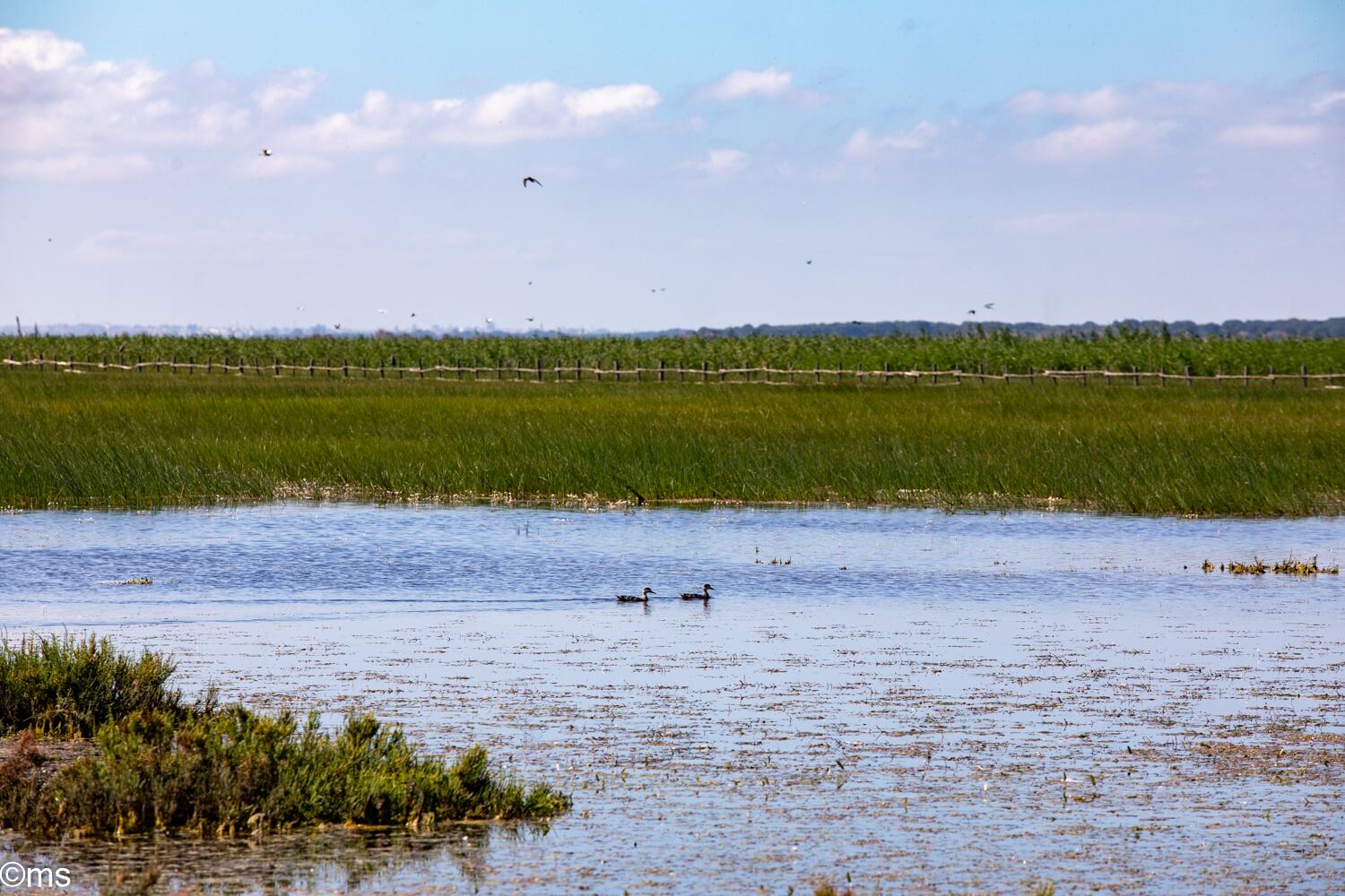 Espacio Natural de Doñana (mayo de 2025)