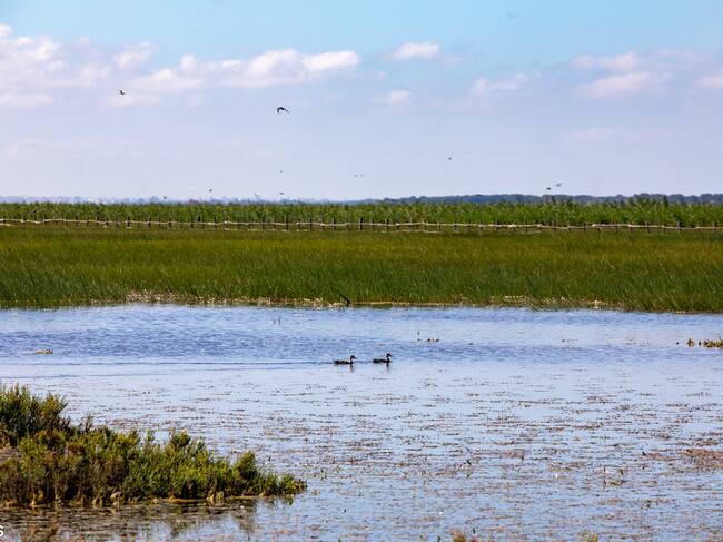 Espacio Natural de Doñana (mayo de 2025)