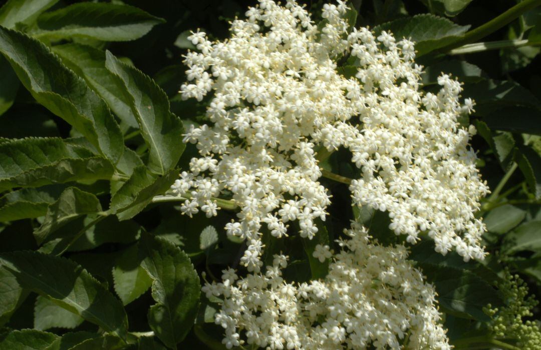 Flor del saúco.