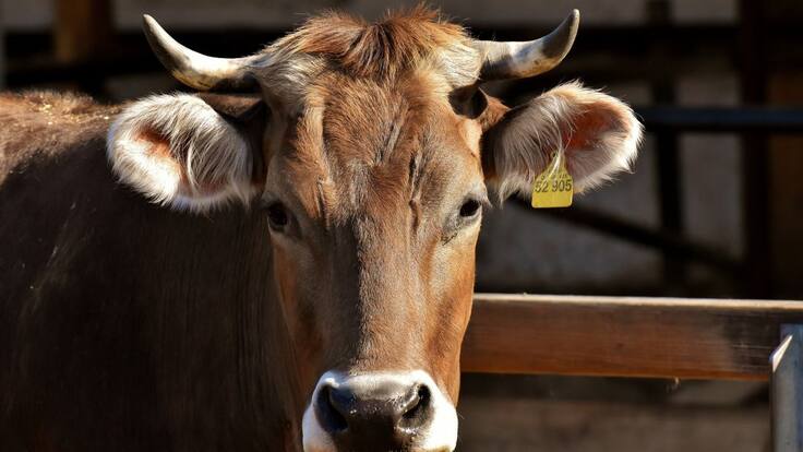 Ayudas para explotaciones ganaderas ante el Covid-19 (02/06/2020)