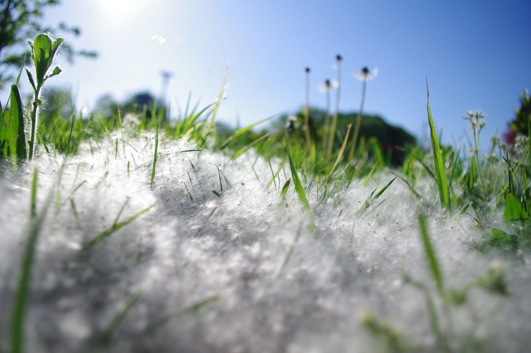 La primavera, la alergia altera