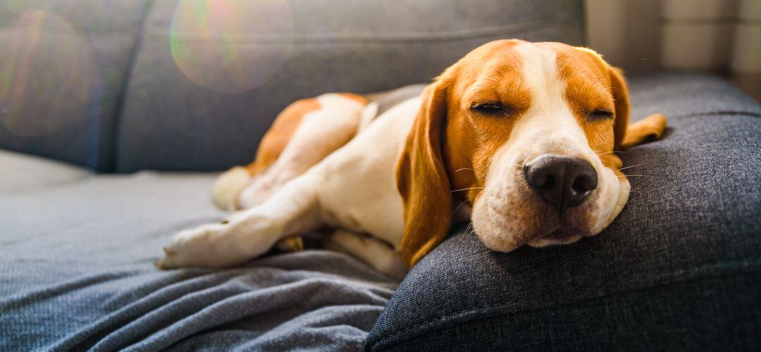 Un grupo de científicos sometió a pruebas a perros para conocer su actividad cerebral mientras dormían