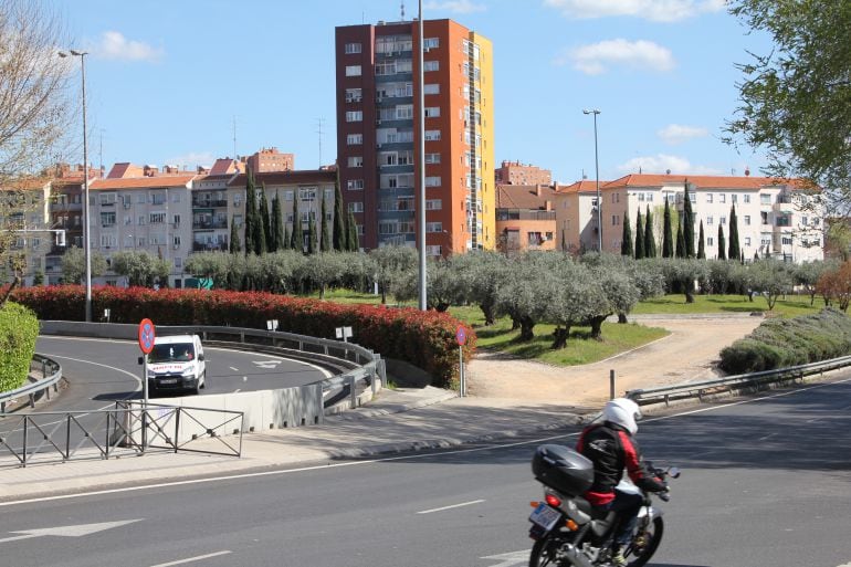 Olivos en pleno Madrid.