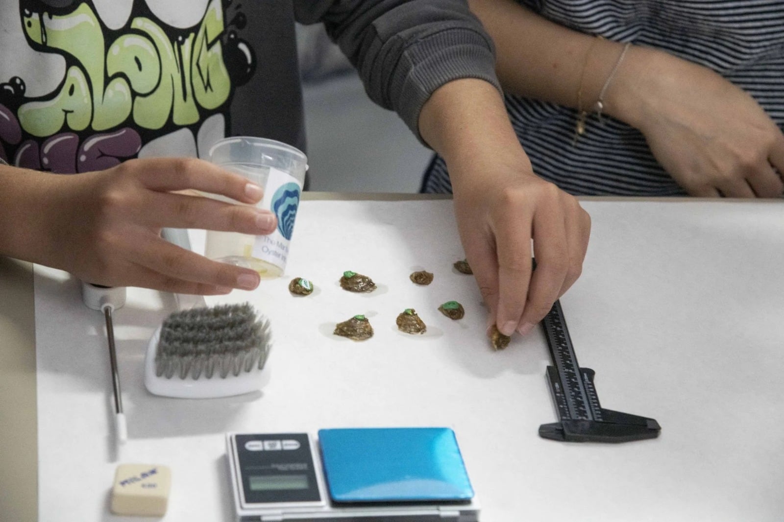 Vecinos del Mar Menor se convierten en jardineros de ostras para recuperar la laguna