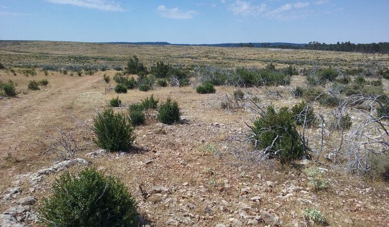 Así está la zona afectada por el incendio, según una foto tomada en agosto por el Servicio de Extinción de Incendios Forestales