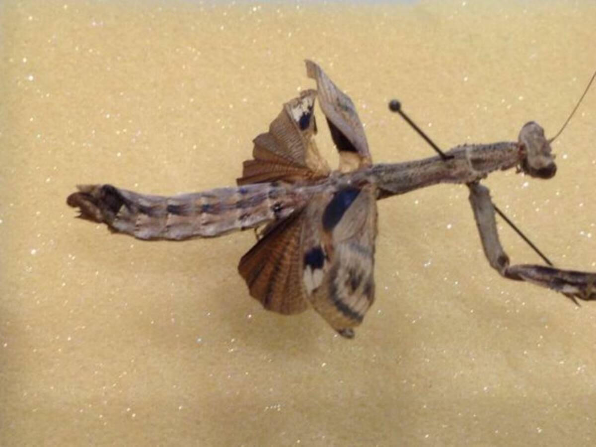 Descubren en Alcázar una 'Ribantina baética' que puede ser única en el mundo