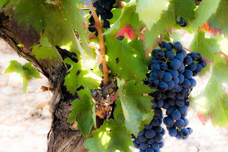 Racimos de uva en cepas de la Ribera del Duero